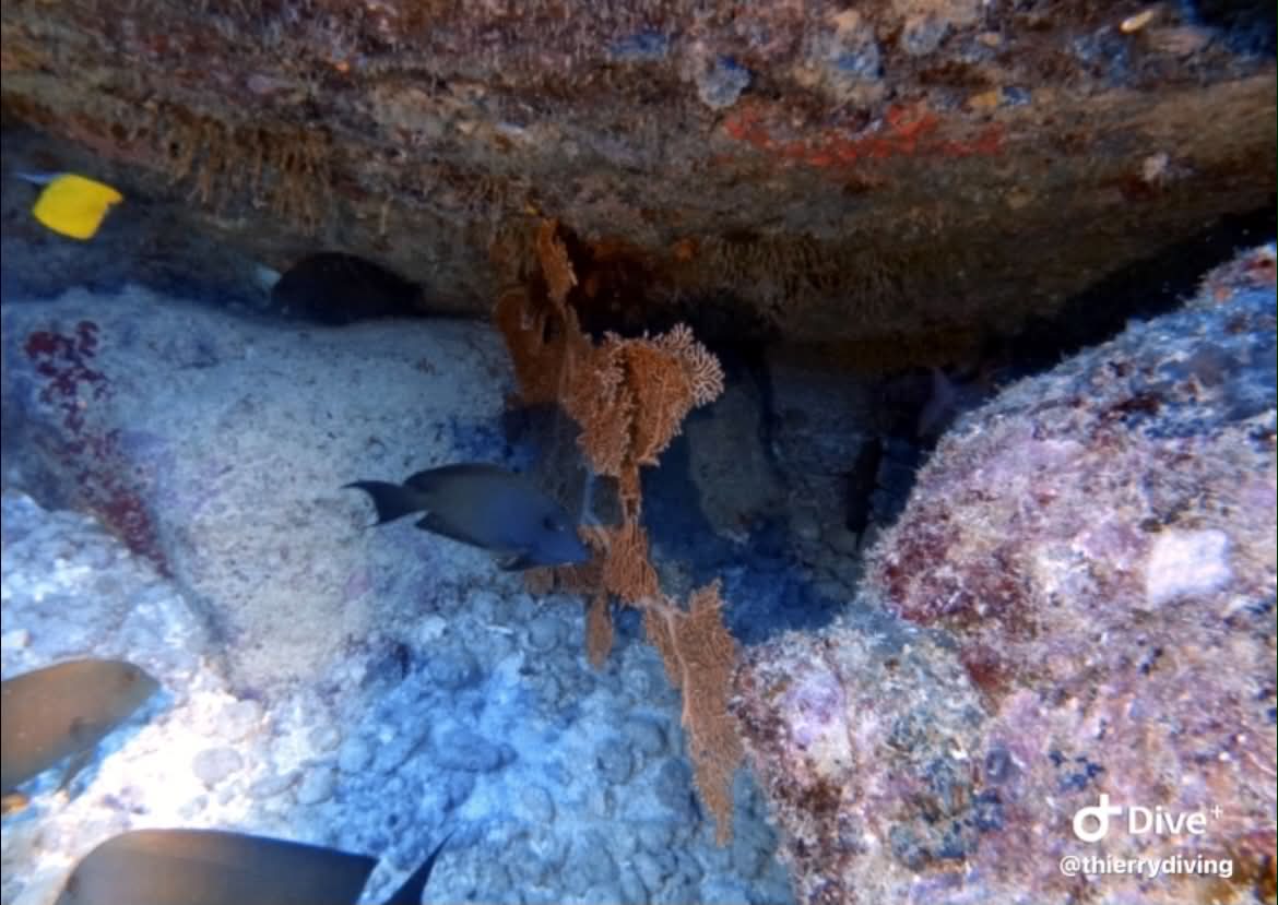 Banc de poissons et flore sous-marine riche
