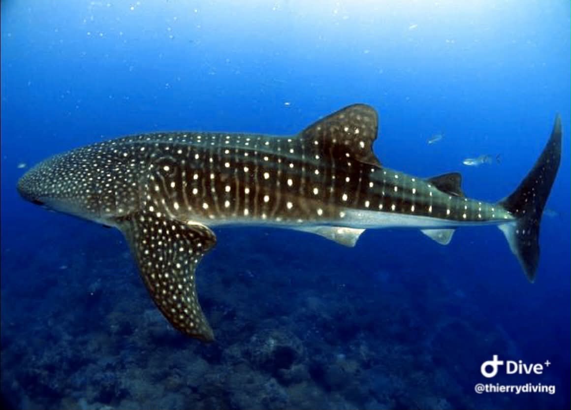 Requin-baleine majestueux croisé en plongée