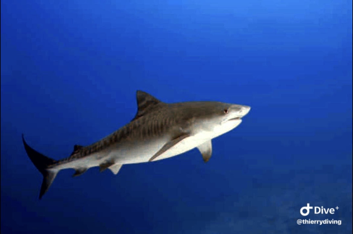Requin-tigre évoluant dans l'océan bleu