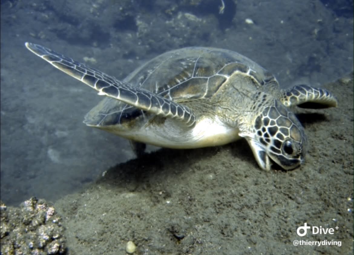 Tortue marine lors d'une croisière plongée
